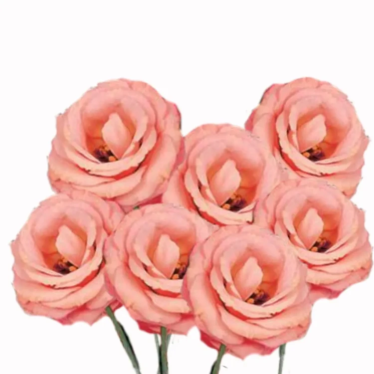 eustoma nasiona kolor łososiowy