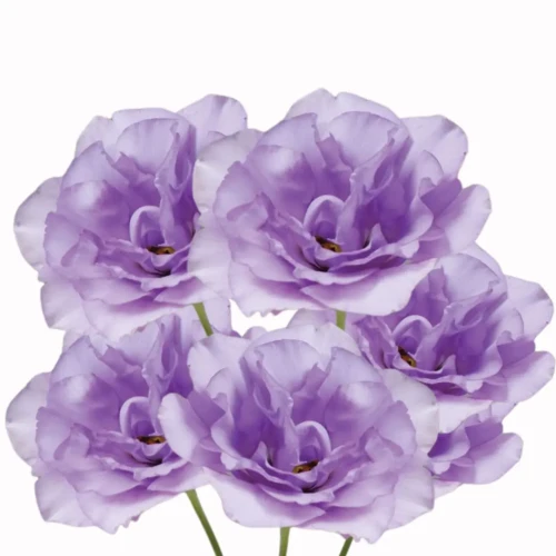 eustoma lawendowa nasiona