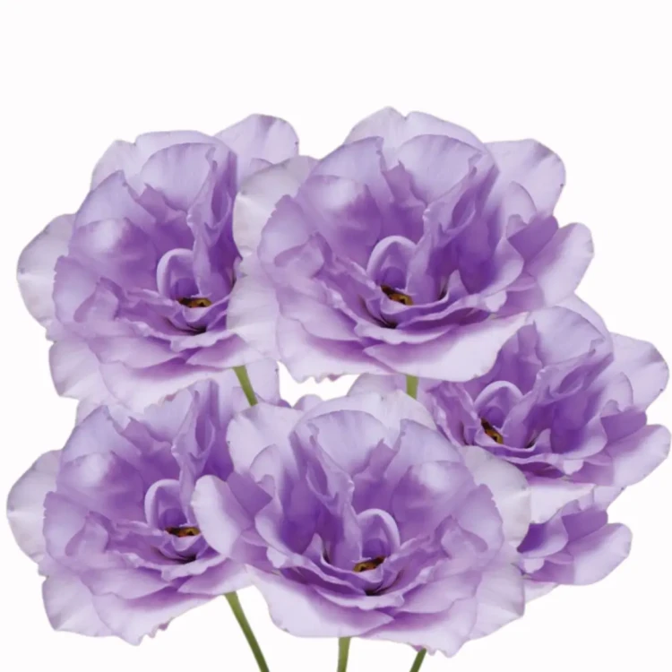 eustoma lawendowa nasiona