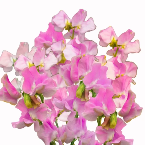 Groszki pachnące - Winter Sunshine Rose