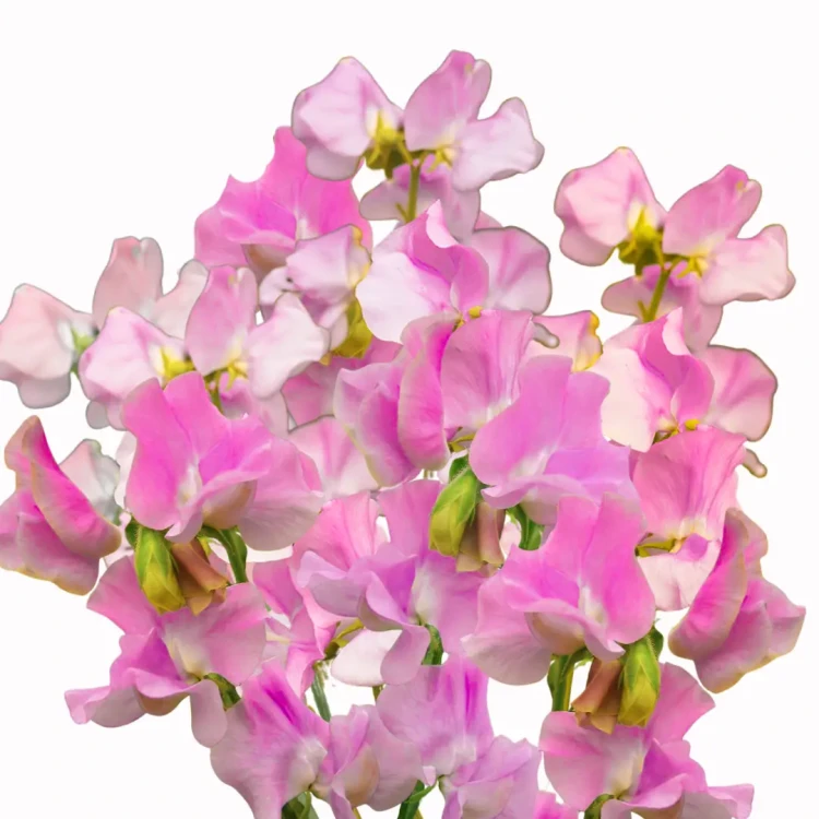 Groszki pachnące - Winter Sunshine Rose