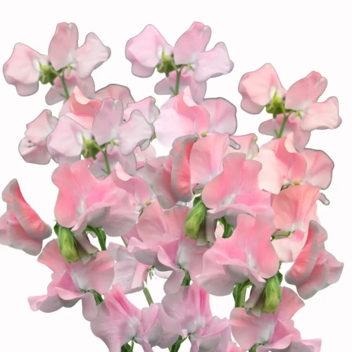 Różowy groszek pachnący