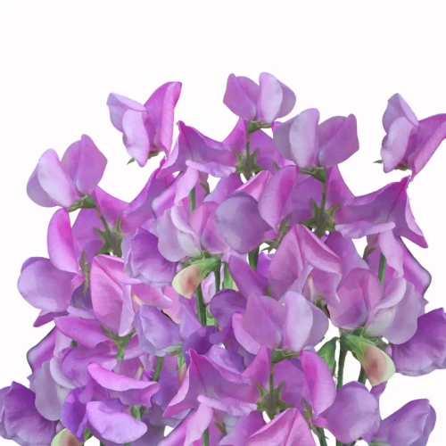 Groszek pachnący - Winter Sunshine Mauve - nasiona