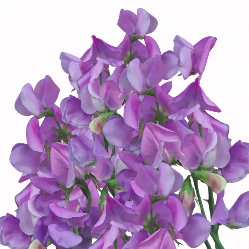 Groszek pachnący - Winter Sunshine Lavender to wysoka roślina jednoroczna, charakteryzująca się dużymi, delikatnymi kwiatami.