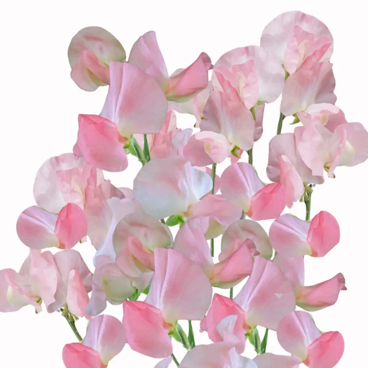 Groszki tej odmiany wyróżniają się mocnymi łodygami i długimi pędami, co sprawia, że są idealne do tworzenia bukietów. Jest to odmiana hardy annuals.