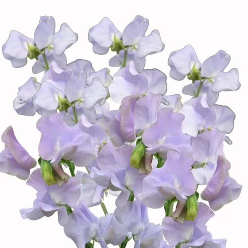 Groszek pachnący - Spring Sunshine Light Blue to wysoka roślina jednoroczna, charakteryzująca się dużymi, delikatnymi kwiatami w kolorze jasnoniebieskim, wpadającym w lawendowy.