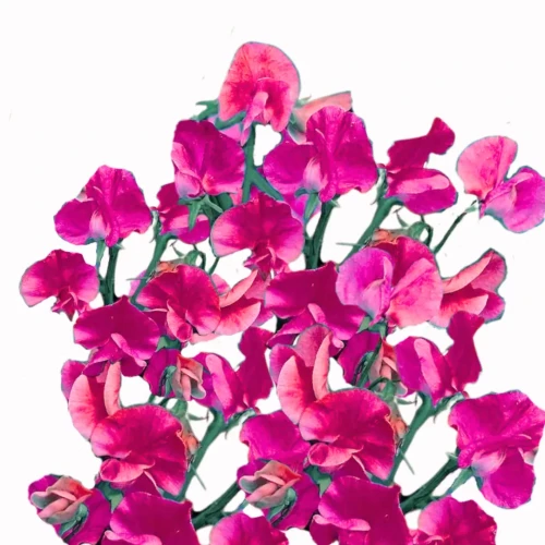 Groszek pachnący - Spring Sunshine Cerise to wysoka roślina jednoroczna, charakteryzująca się dużymi, delikatnymi kwiatami w kolorze intensywnego różu.