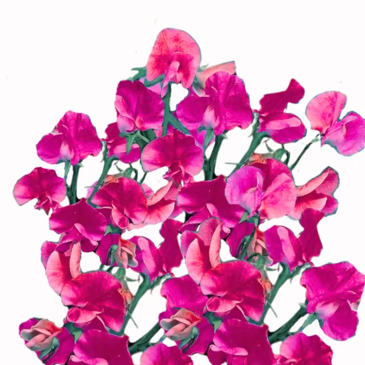 Groszek pachnący - Spring Sunshine Cerise to wysoka roślina jednoroczna, charakteryzująca się dużymi, delikatnymi kwiatami w kolorze intensywnego różu.
