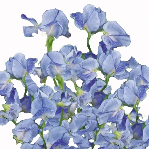 Groszek pachnący - Spencer Blue Ripple