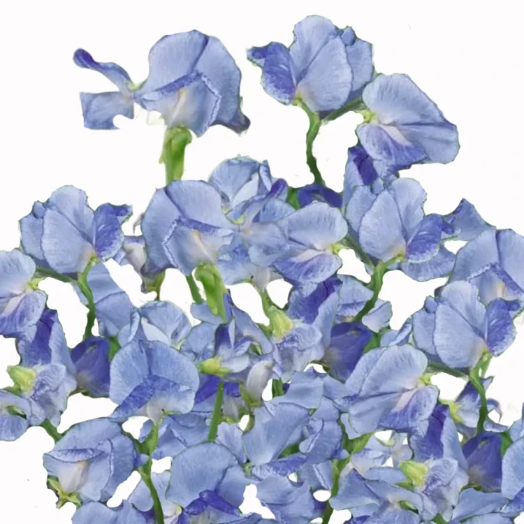 Groszek pachnący - Spencer Blue Ripple
