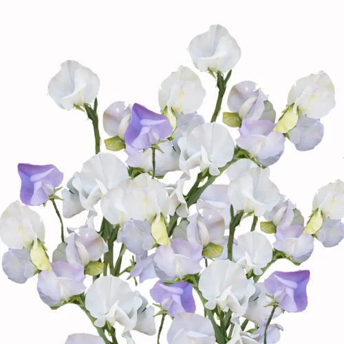 Groszek pachnący - Spencer Arthur Hellyer