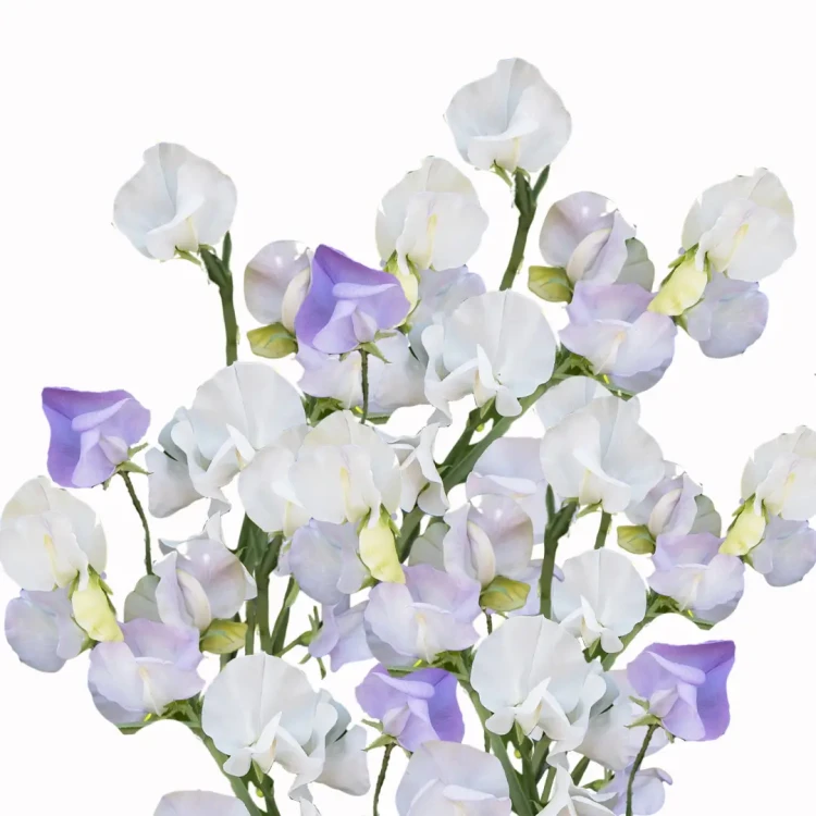 Groszek pachnący - Spencer Arthur Hellyer