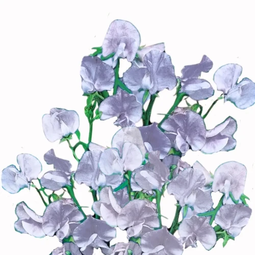 Groszek pachnący - Mammoth Lavender