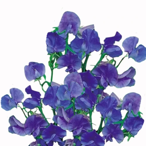 Groszek pachnący niebieski