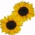 słoneczniki kolekcja, uprawa, nasiona