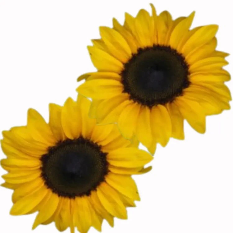 słoneczniki kolekcja, uprawa, nasiona