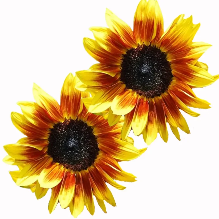 Odmiana słonecznika F1