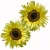 roczny słonecznik kolor żółty