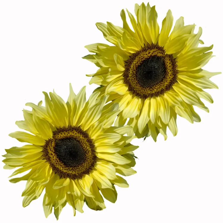 roczny słonecznik kolor żółty