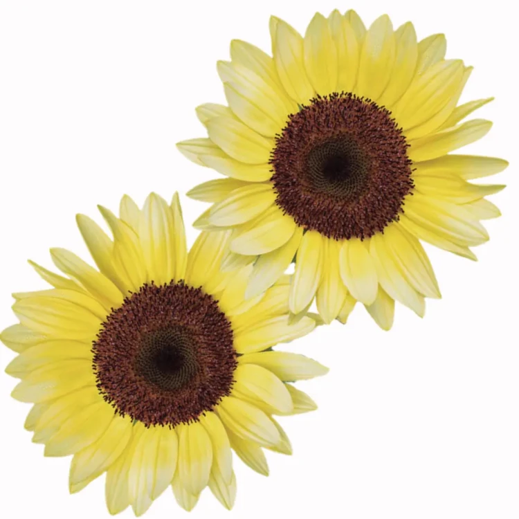 nasiona słonecznika