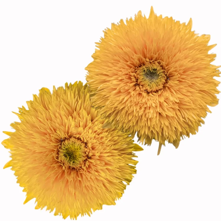 żółty kwiat słonecznika