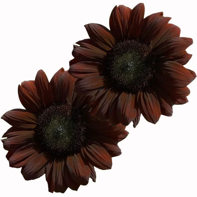 Słonecznik - Ma czerwonobrązowe kwiaty, które mają praktycznie czarny środek