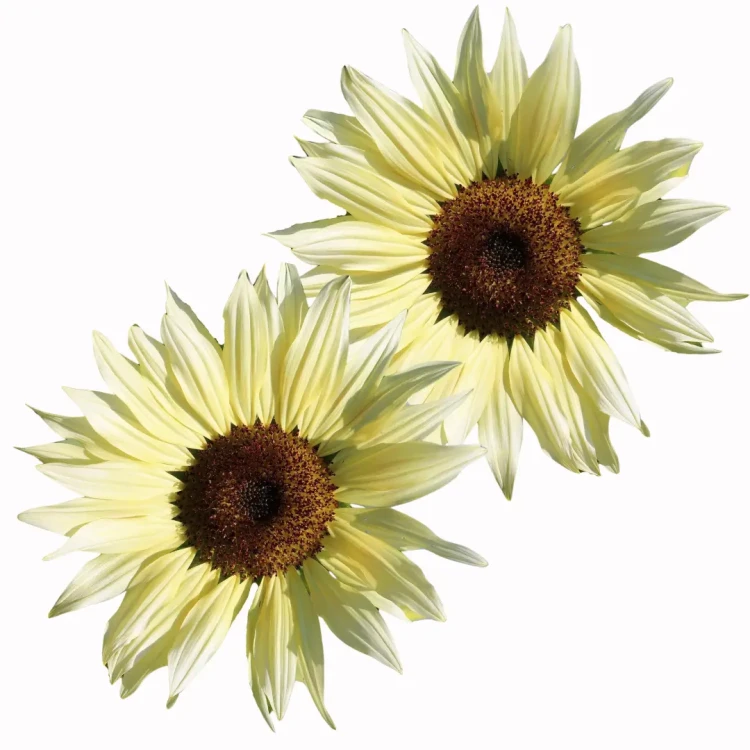 słonecznik nasiona f1