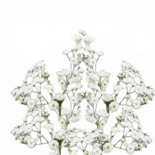 Biała Gipsówka wiechowata, nasiona, Gypsophila paniculata