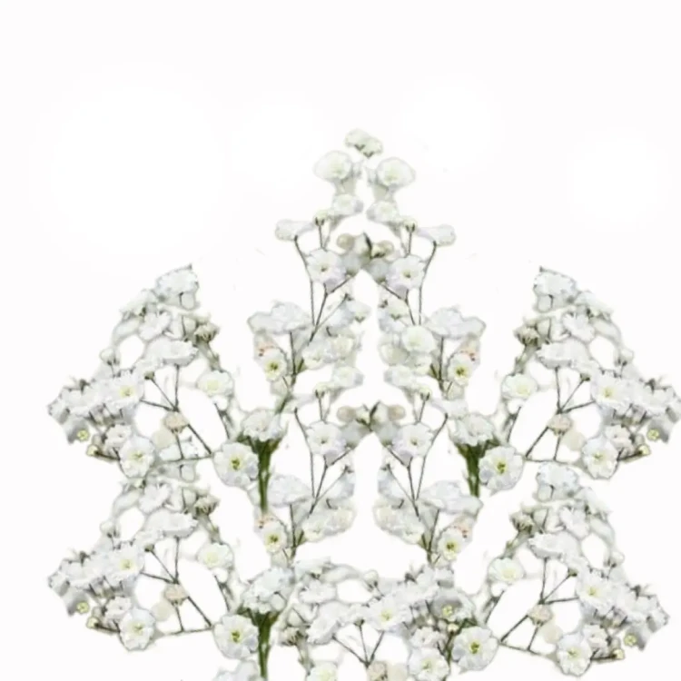 Biała Gipsówka wiechowata, nasiona, Gypsophila paniculata