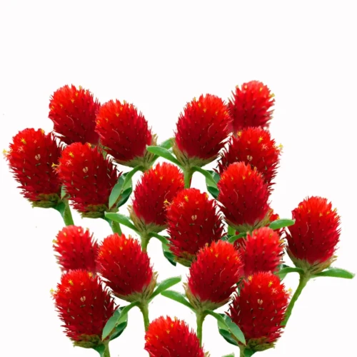 Gomfrena czerwona nasiona