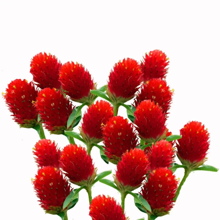 Gomfrena czerwona nasiona