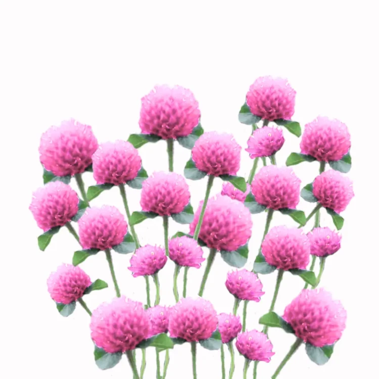 Gomfrena różowa nasiona