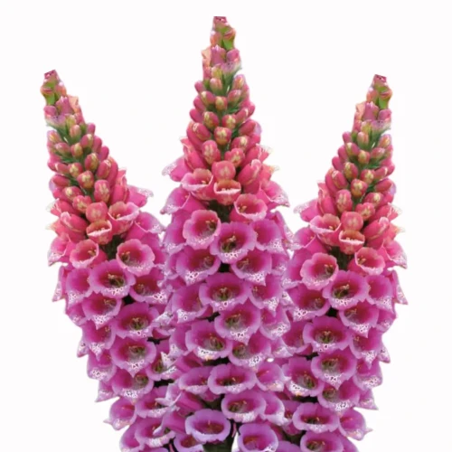Digitalis purpurea, naparstnica purpurowa kwiaty i nasiona