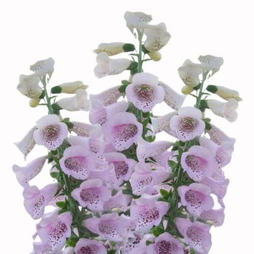 Digitalis hybrid