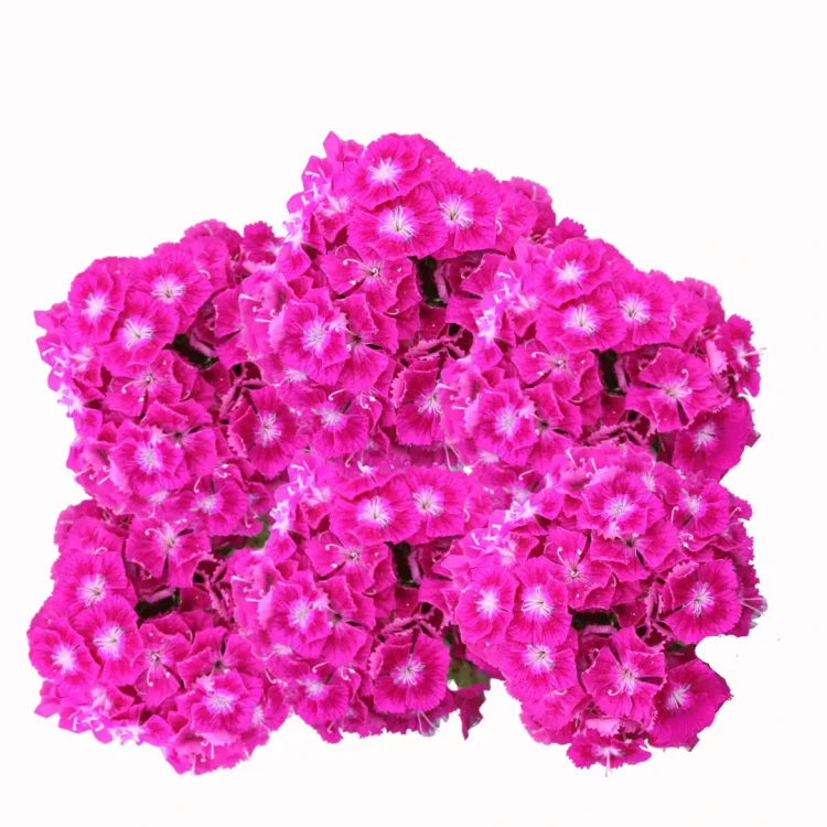 różowy goździk - Dianthus barbatus
