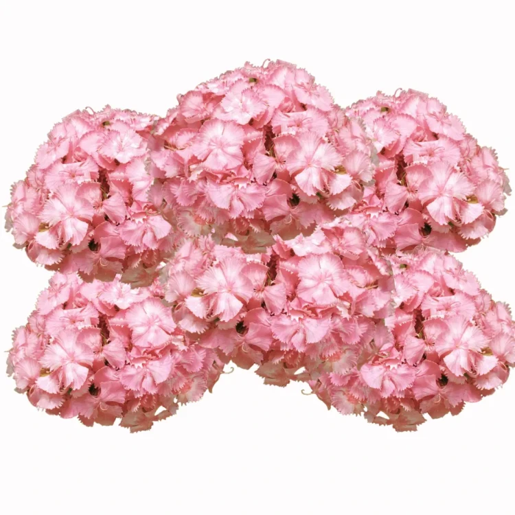 Dianthus barbatus - różowy goździk nasiona