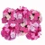 Dianthus barbatus