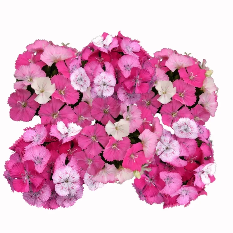 Dianthus barbatus